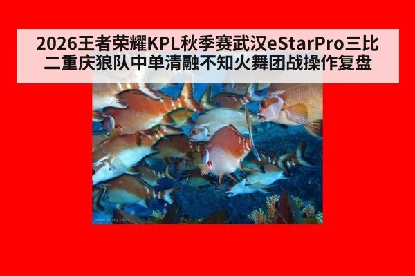 2026王者荣耀KPL秋季赛武汉eStarPro三比二重庆狼队中单清融不知火舞团战操作复盘(jiuyou)